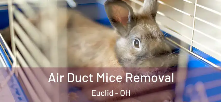  Air Duct Mice Removal Euclid - OH